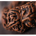 Rudraksha alte tibetische Ölperle, handpoliert - Nepal 15-17 mm