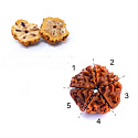 Rudraksha natürliche Perle 7 mm, 10 Stück
