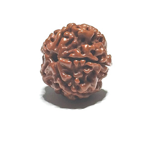 Rudraksha natürliche Perle 18 mm 1 Stück
