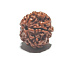 Rudraksha natürliche Perle 18 mm 1 Stück